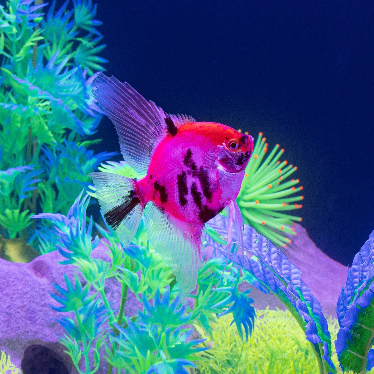 stayathomerocky's tweet image. 🐡ADDING 13 FISH TO MY 75 GALLON🐠
🎈LIVE ON STREAM🎈

🐠🐠ONE OF THEM IS A @GloFish PATTERNED STARFIRE RED ANGEL
😳😮😍🎏🐠🐠🐠🐠🐠🐠🐠🐠🐠

#glofish #aquarium #aquariumwednesday #streamer #twitchaffiliate #live #stream #video #fish #angelfish #danio #corycatfish #LivingTheDream