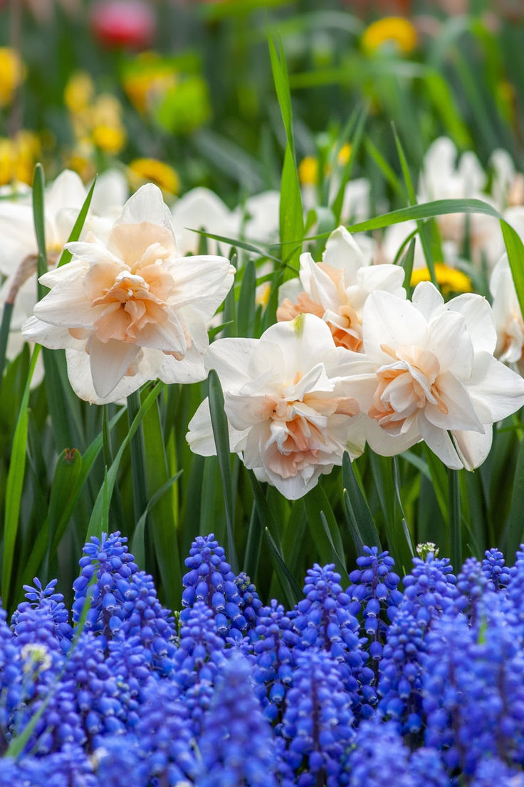 Ботаничка tweet media