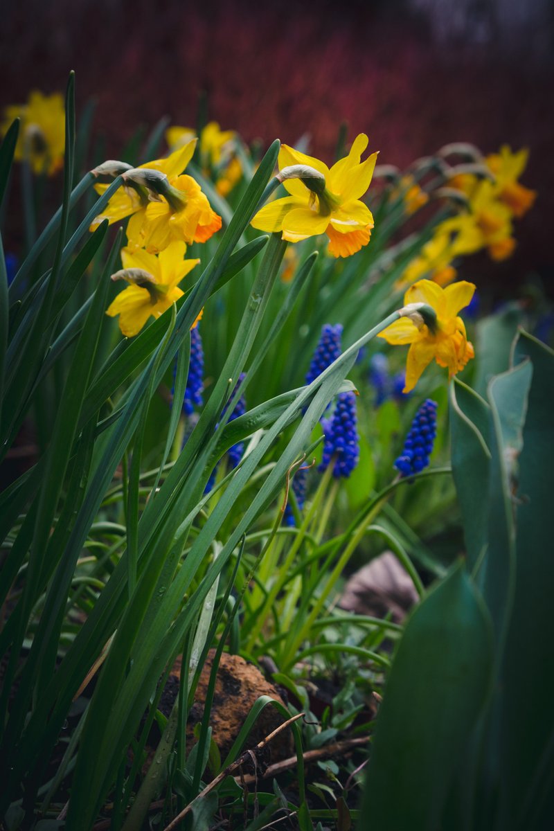 Ботаничка tweet media