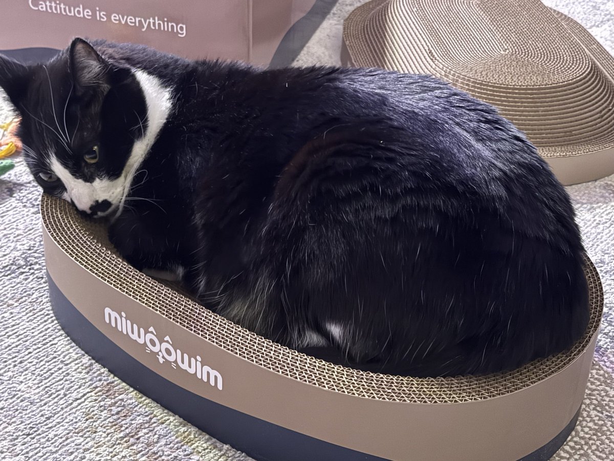 𝗞𝗲𝘆𝗱𝗴𝗲𝘁 ✨⌨️🐱 tweet media