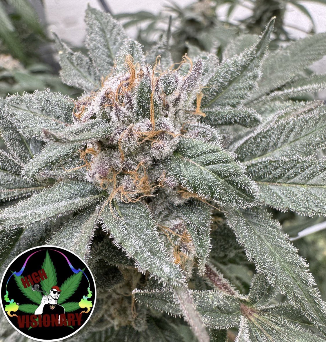 High_Visionary420 tweet media