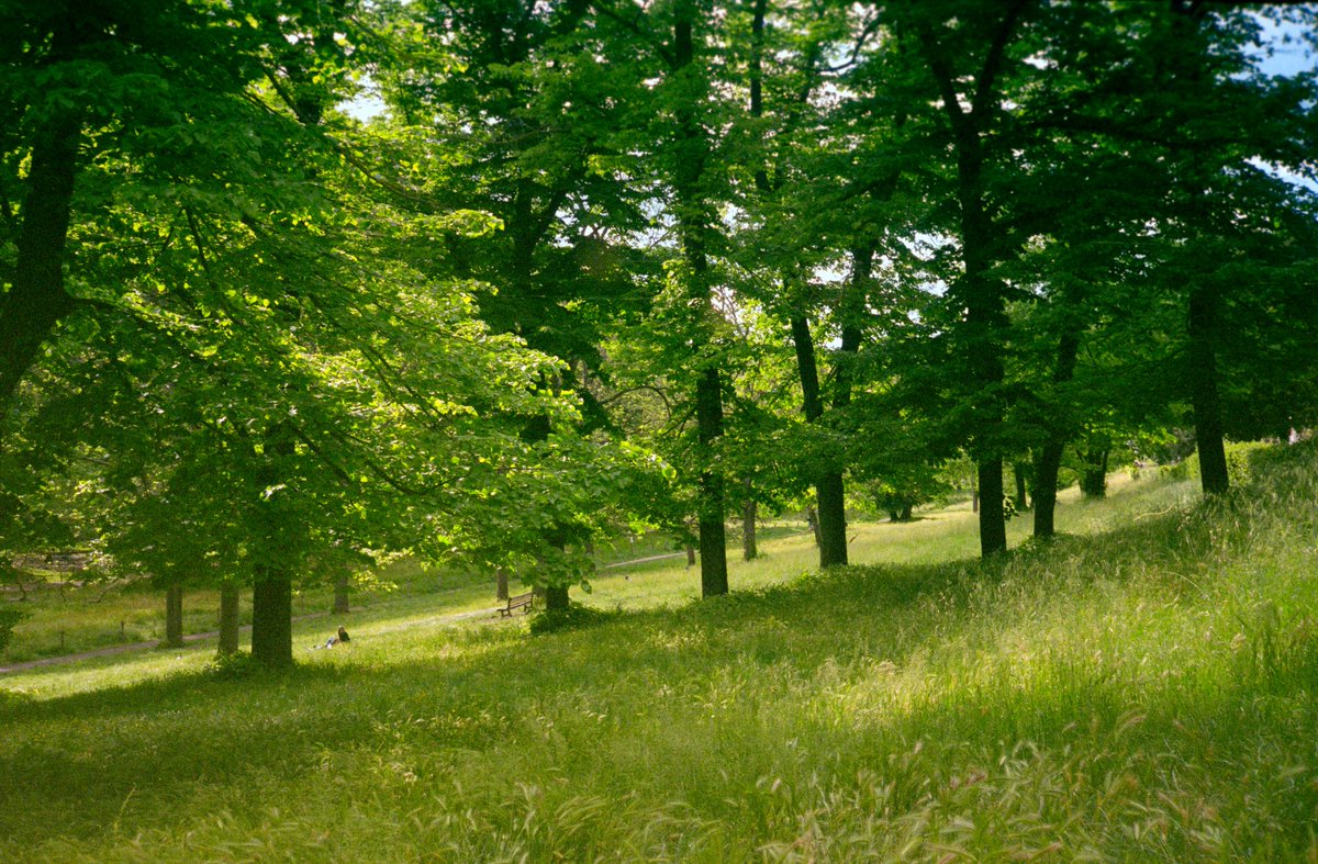 Íkaro, vírgula tweet media