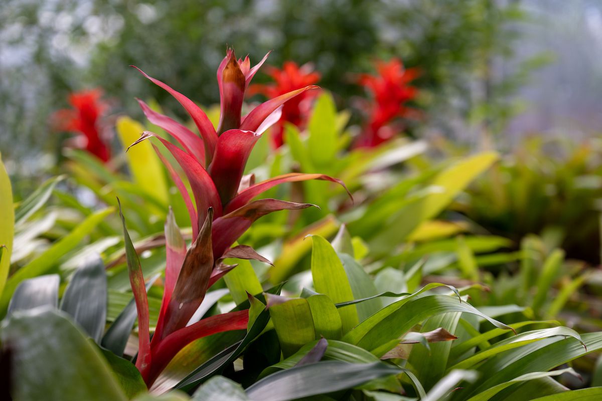 clemetzoo's tweet photo. This Earth Day, we’re celebrating the plants and the people who help our Zoo thrive. Our horticulture team operates two production greenhouses and cares for thousands of plants from around the world — all spread across 183 acres of Cleveland Metroparks Zoo! https://t.co/IzuETEFrIc