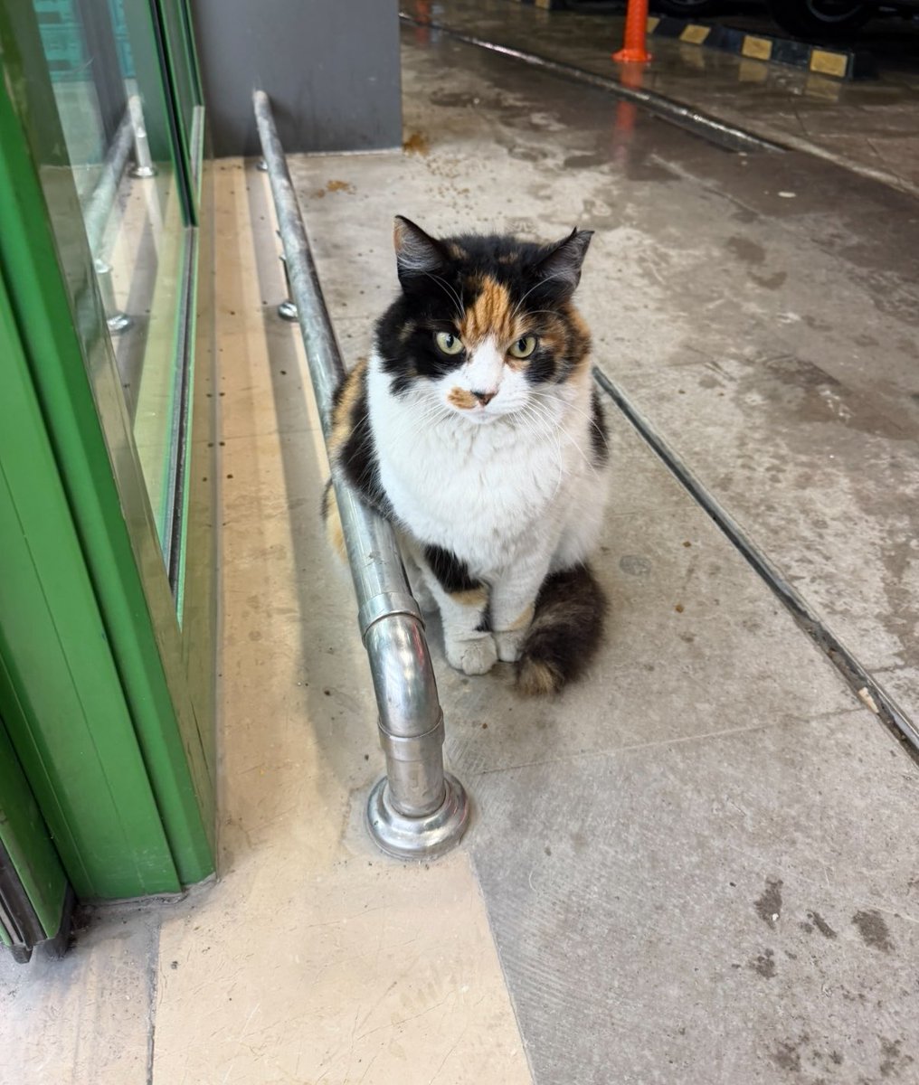 kaldırım çiçeği tweet media