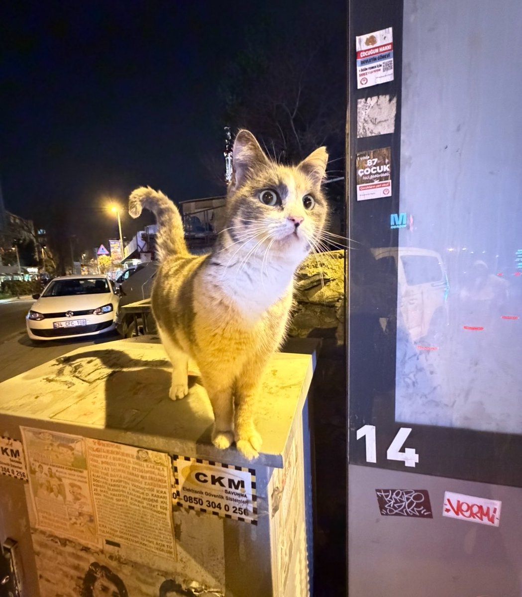 kaldırım çiçeği tweet media