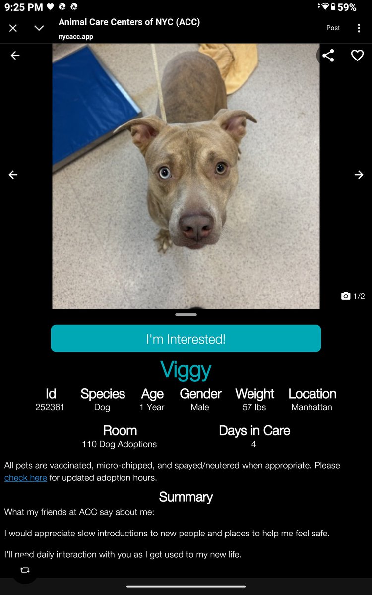 CharBolen's tweet image. VIGGY♥️ #252361   1yr old Boy ♥️#Nycacc
Beautiful puppy new to shelter looking for 
his very own hero and soulmate ♥️ A scary
noisy shelter is no place for him..he really needs 
a great home and to be loved..a faithful friend 
he will always be ♥️
#Adopt#Foster#Pledge
HOME 4EVER