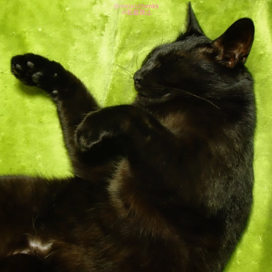 meian2henks's tweet image. 黒ネコと緑色 
#PENTAX #tamron