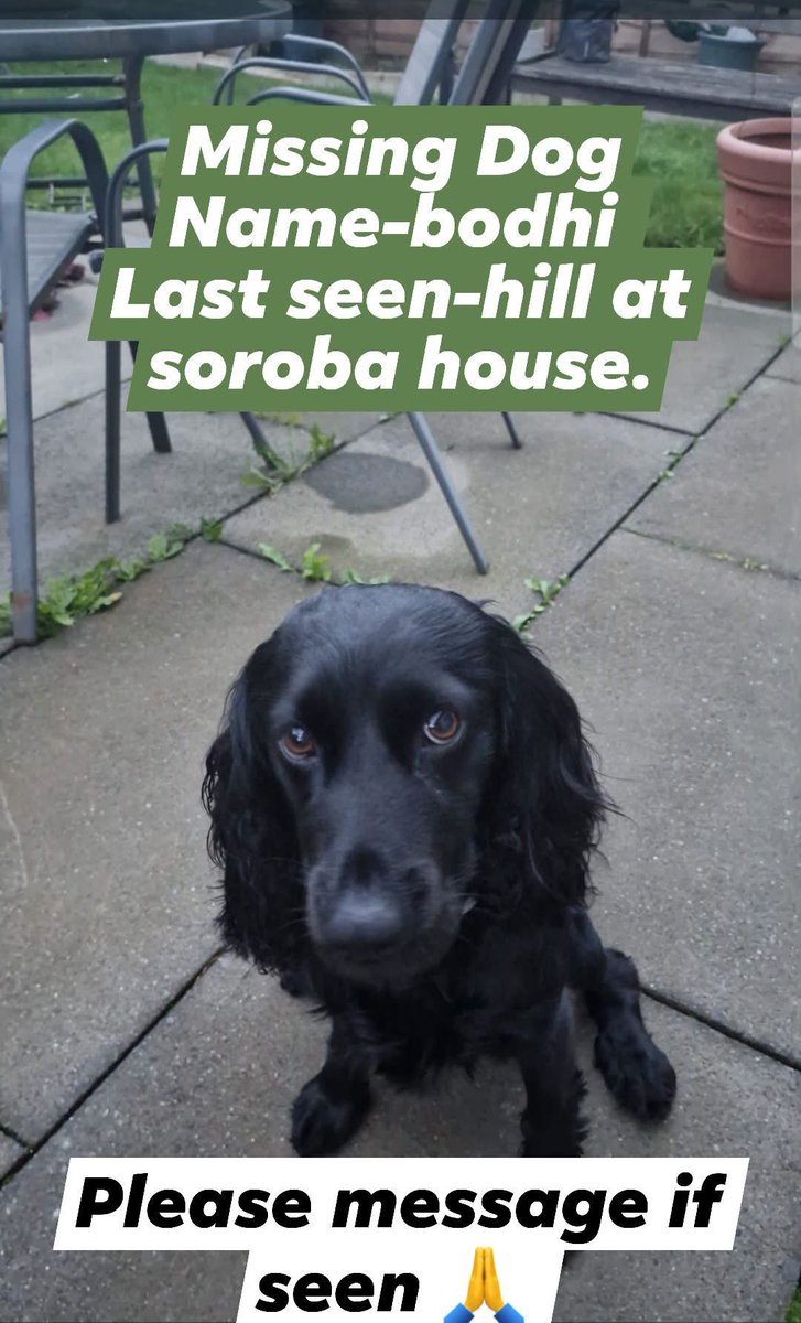 spaniel alert tweet media