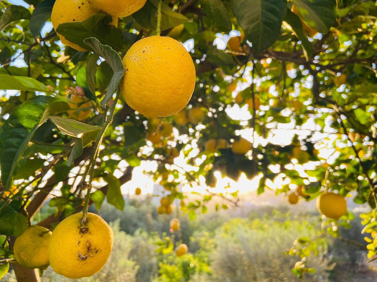 Mosab Abu Toha tweet media