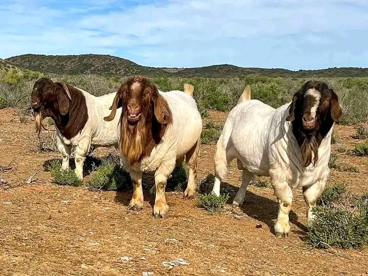 KwizeraEri's tweet photo. Starting with Boer goats is a smart move for beginners 🐐
They grow fast, produce high-quality meat, adapt well to different climates, and are relatively easy to manage. Strong, profitable, and beginner-friendly a great entry into goat farming. #GoatFarming #BoerGoats https://t.co/2mfp0p8of3