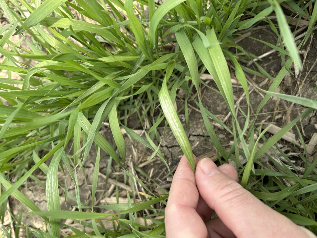 Ryan Benjamins tweet media