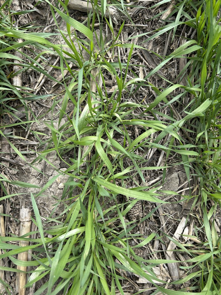 Ryan Benjamins tweet media