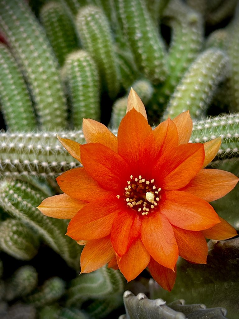 sama_art_2's tweet image. Wednesday art  
-----
Dance of Flower in Thorns  🌺🌵
7/10 ED 
4.14 $XTZ 
Aviable on @objktcom  ⛓️⬇️
------

#tezosart #photography