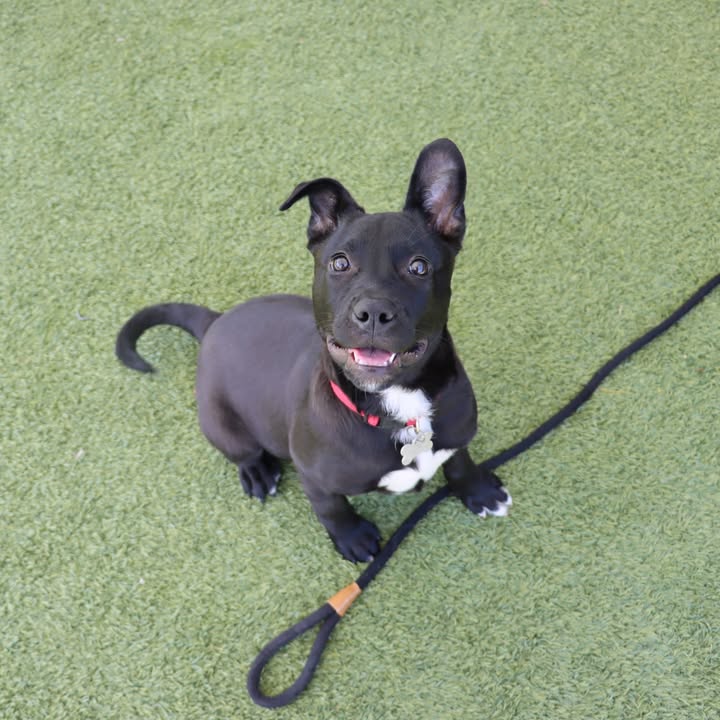 Helen Woodward Animal Center tweet media