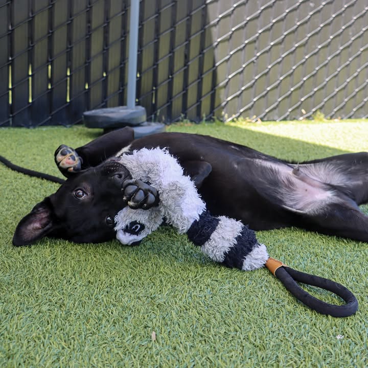 Helen Woodward Animal Center tweet media