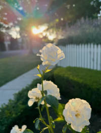 Cdd0808's tweet photo. I adore stunning blossoms, much as I cherish my own beauty. https://t.co/adUlMHgafO