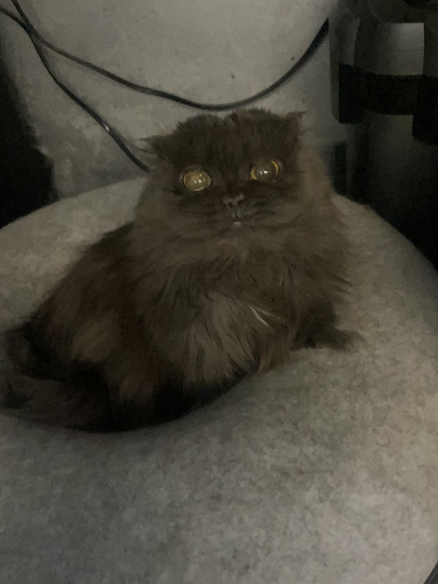 Елена tweet media