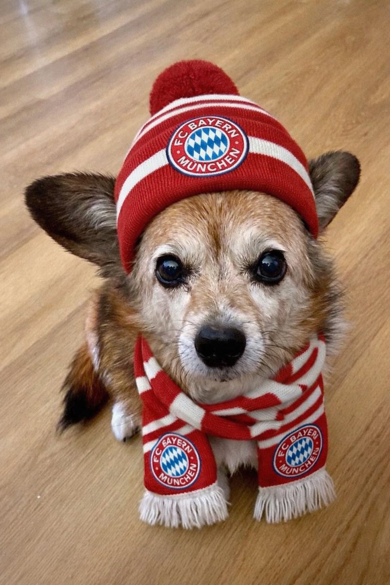 Chicco (Hundskerli) & die Kaddser  🐶😽😺😸😻 tweet media