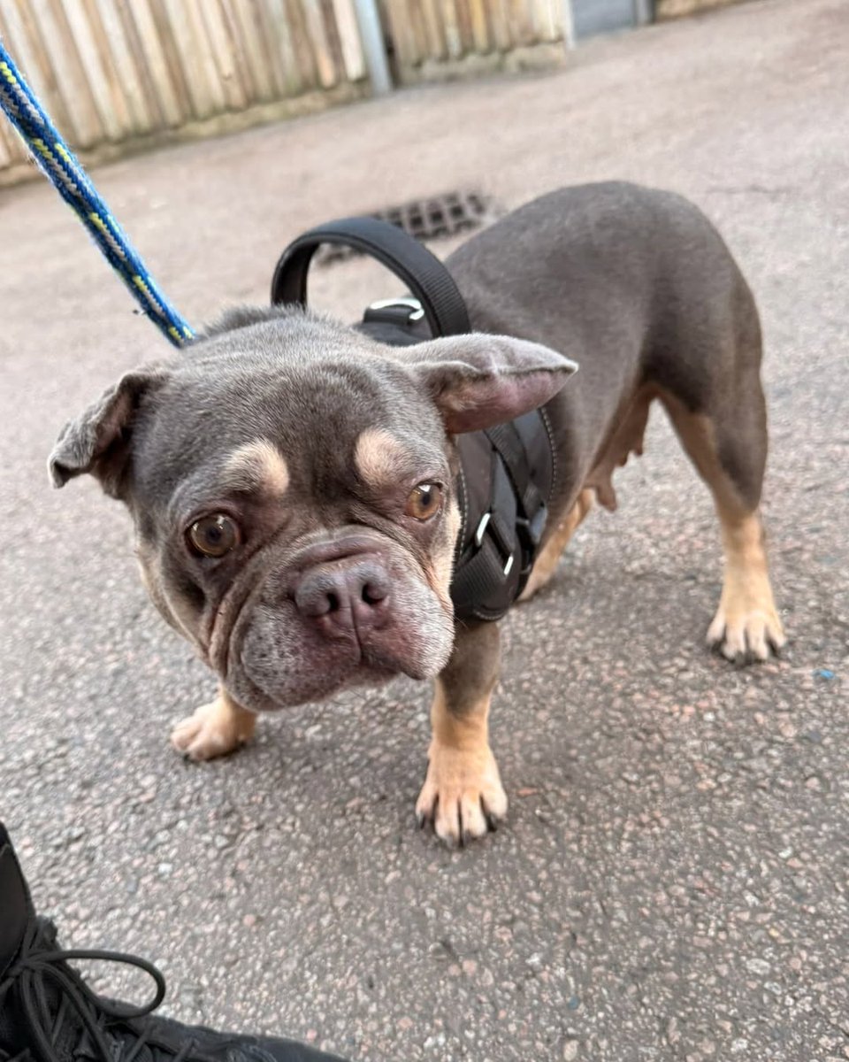 AdoptionsUk's tweet image. Please retweet to raise donations for April #LONDON #UK  APPEAL FOR APRIL 💔
'Sweet April was cruelly abandoned and signed over to us from the dog warden. We rushed her straight to the vets as she was in such bad shape. She has clearly been used for breeding multiple times, her