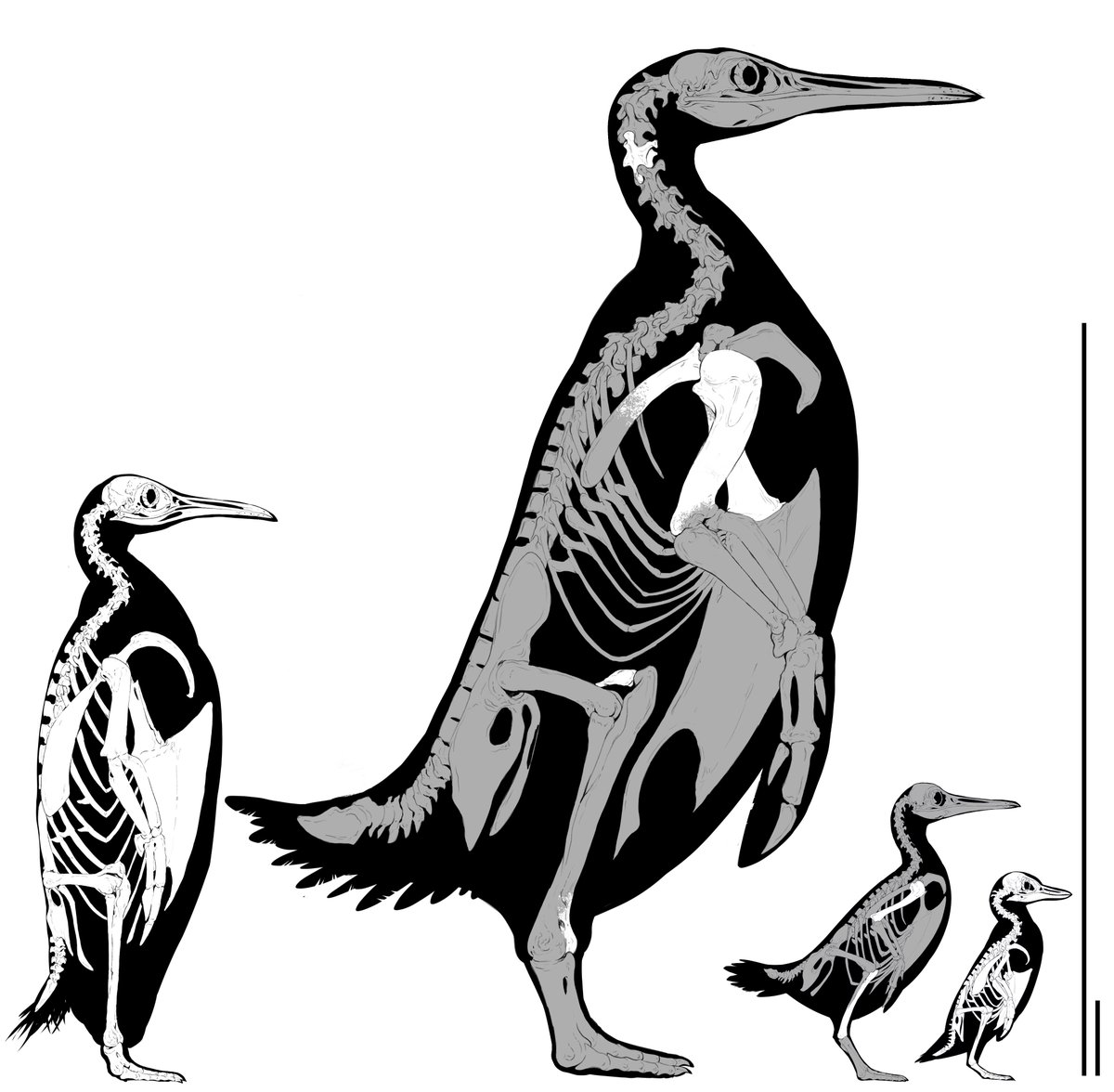 KsepkaLab's tweet photo. Some of the species covered include (left to right), the modern emperor, the titanic Kumimanu fordycei, the primitive Daniadyptes primaevus, and the tiny "fossil fluffball" Eudyptula wilsonae. Thanks to Stacey Lutkoski for editing! https://t.co/ENxJeMGw8j