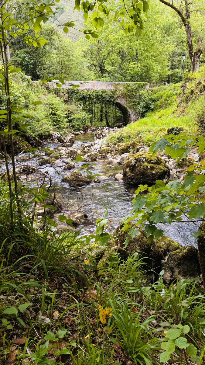 🍄Selodris 🍁 tweet media