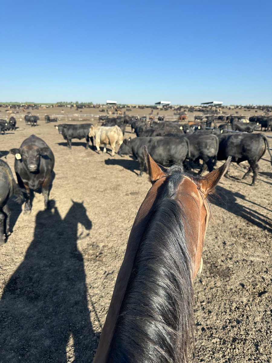 Walter “Hebrew Hammer” Sobchak tweet media