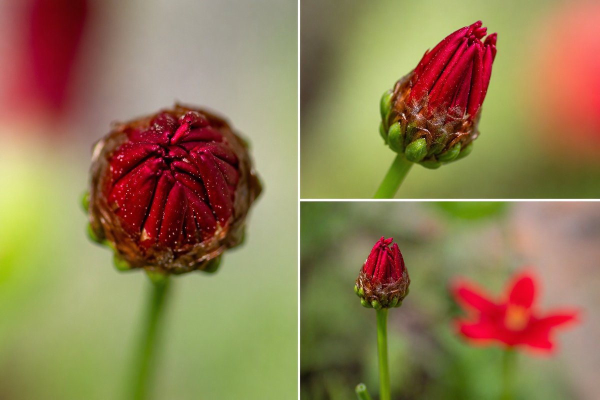 lluisridao's tweet image. #macro #red #green #hacerfotos #ia o no #ia