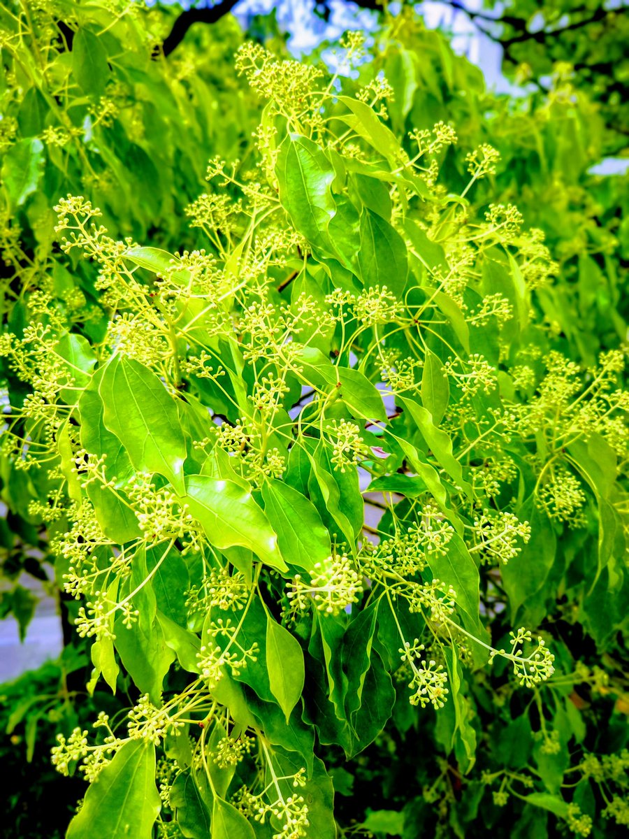 木は豪快なのに,お花は地味🥹 楠 #クスノキ Camphor tree 花言葉は,芳香 #日比谷公園 あちらこちら