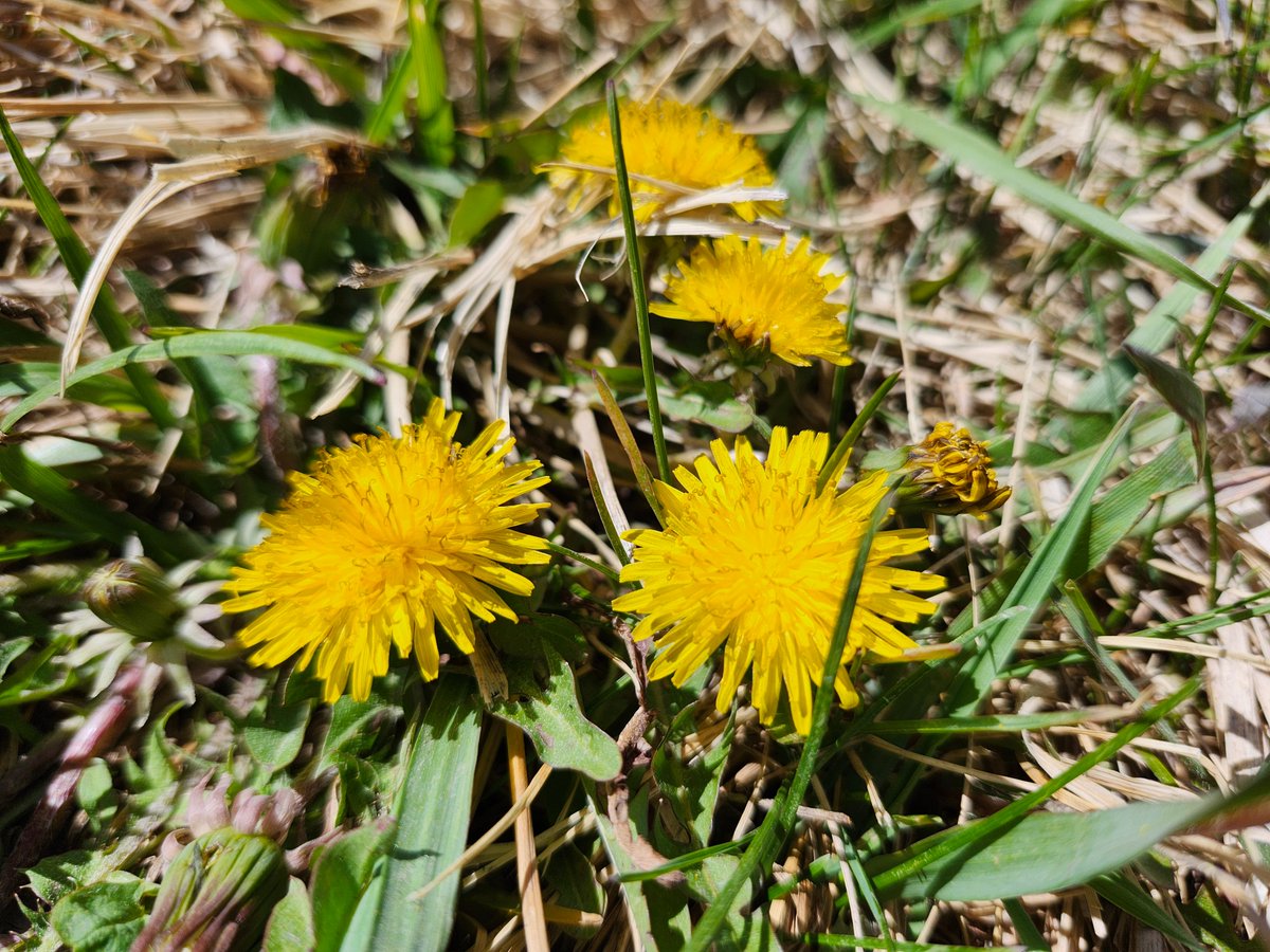 GregLionhart's tweet image. #Dandelions #Hiking #MyPhoto #Photography
