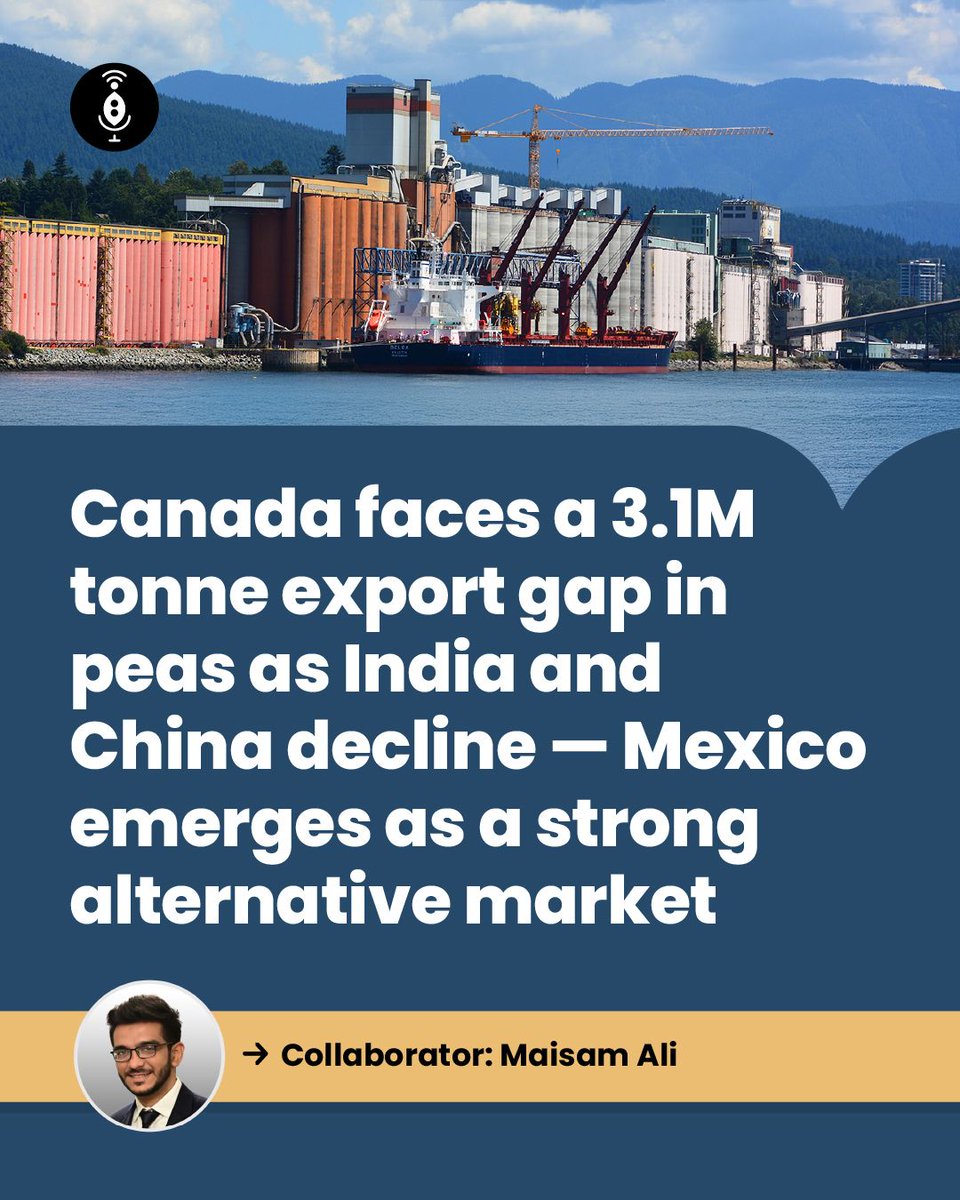 GlobalPulsesGPC's tweet image. After the contraction of the Indian and Chinese markets exposed the risks of buyer concentration, the Canadian yellow pea industry is pivoting toward a more stable horizon.

pulsepod.globalpulses.com/pod-feed/post/… 

#GPC #PulsePod #Pulses #PulseExports