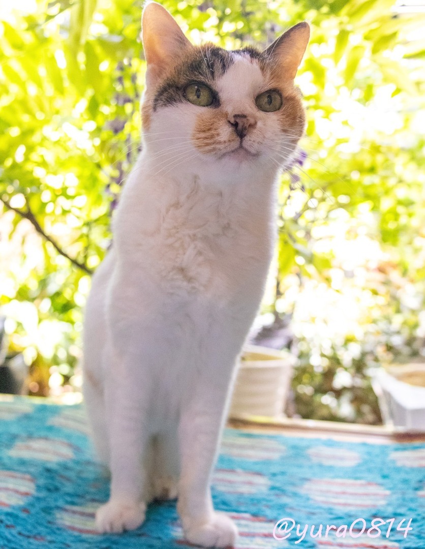 yura0814's tweet image. 今年の藤の花はそろそろみおさめにゃーん🐾 来年も一緒に見ようね❤️

#cat #ねこ #ネコ #猫 #うちの猫 #三毛猫 #かわいい #もふもふ #19歳 #シニア猫 #catstagram #ねこすたぐらむ #にゃんすたくらむ #猫が好き #ネコスキー #長生きしてね #necoくらぶ #花と猫 instagr.am/p/DXb9sCKEeqL/