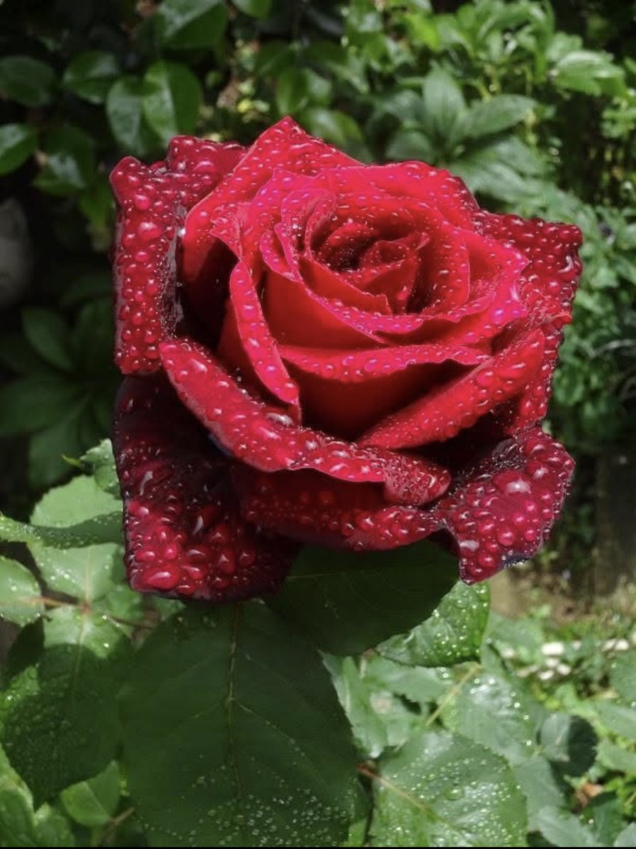 このバラはうちの母が植えた、もう60年近く生きてるバラ。平和しか知らないバラ。 #戦争に反対するお花畑の会