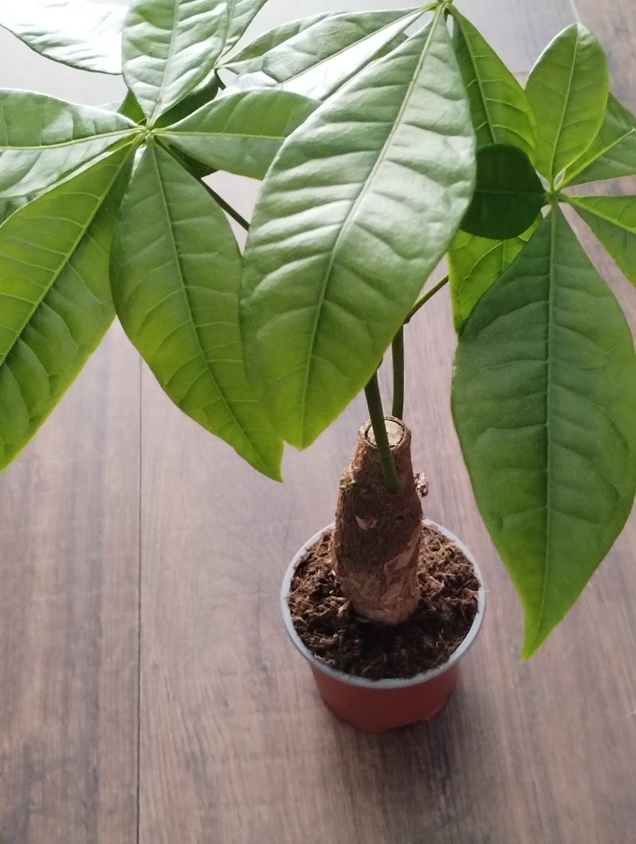 bengel_peter's tweet image. Volgend jaar hoop ik te oogsten 🙃

#geldboompje   #moneyplant