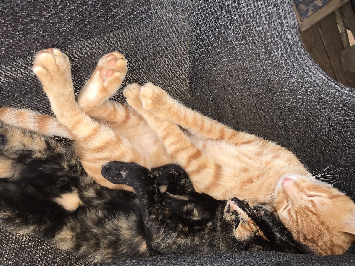 Weavingquantum's tweet photo. Front door shade net. Rolled up. Not in use.

They moved in from the roof and made it a hammock.

Now every entry requires a bow…
or you get a slow, deliberate paw to the head.

Apparently I needed correcting. https://t.co/14ousB3XM0