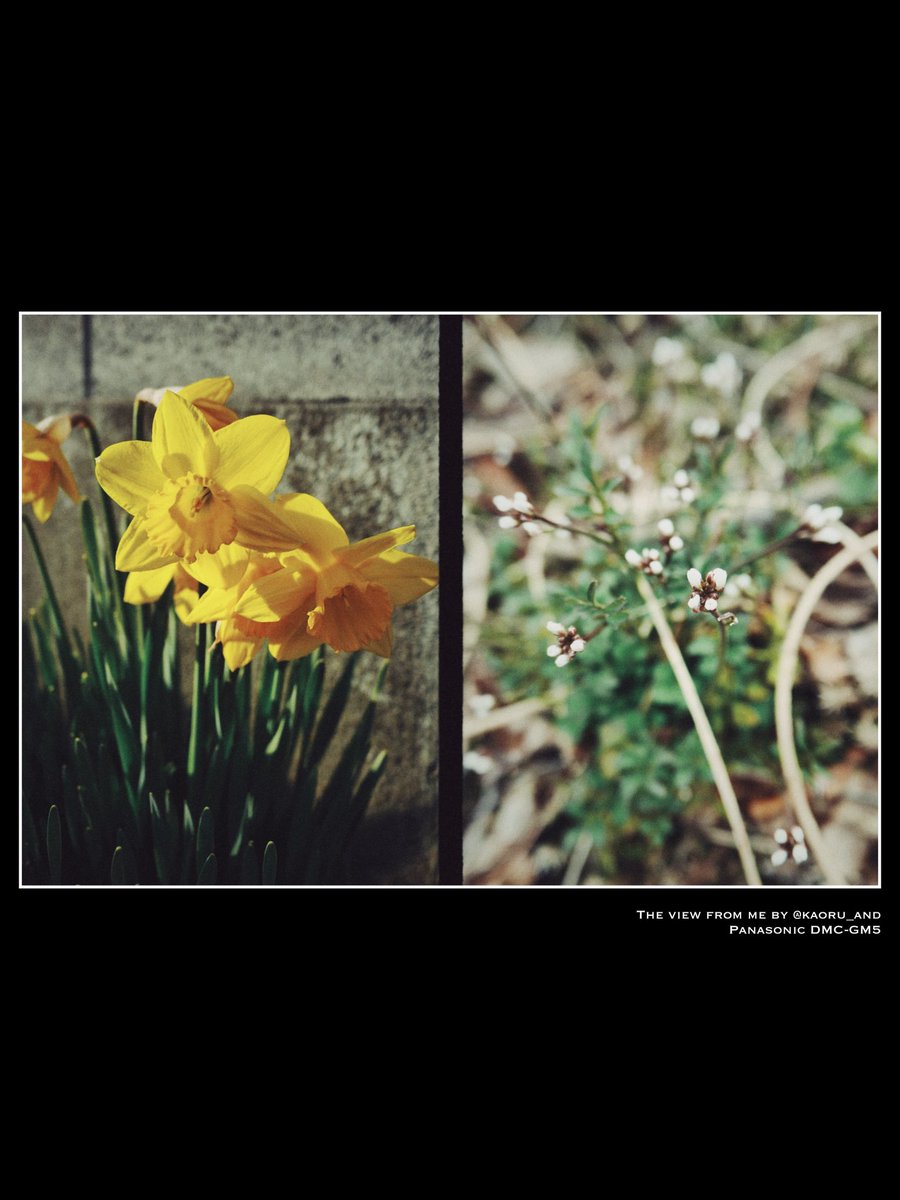 kaoru_and's tweet image. #LUMIX #GM5 #DAZZ