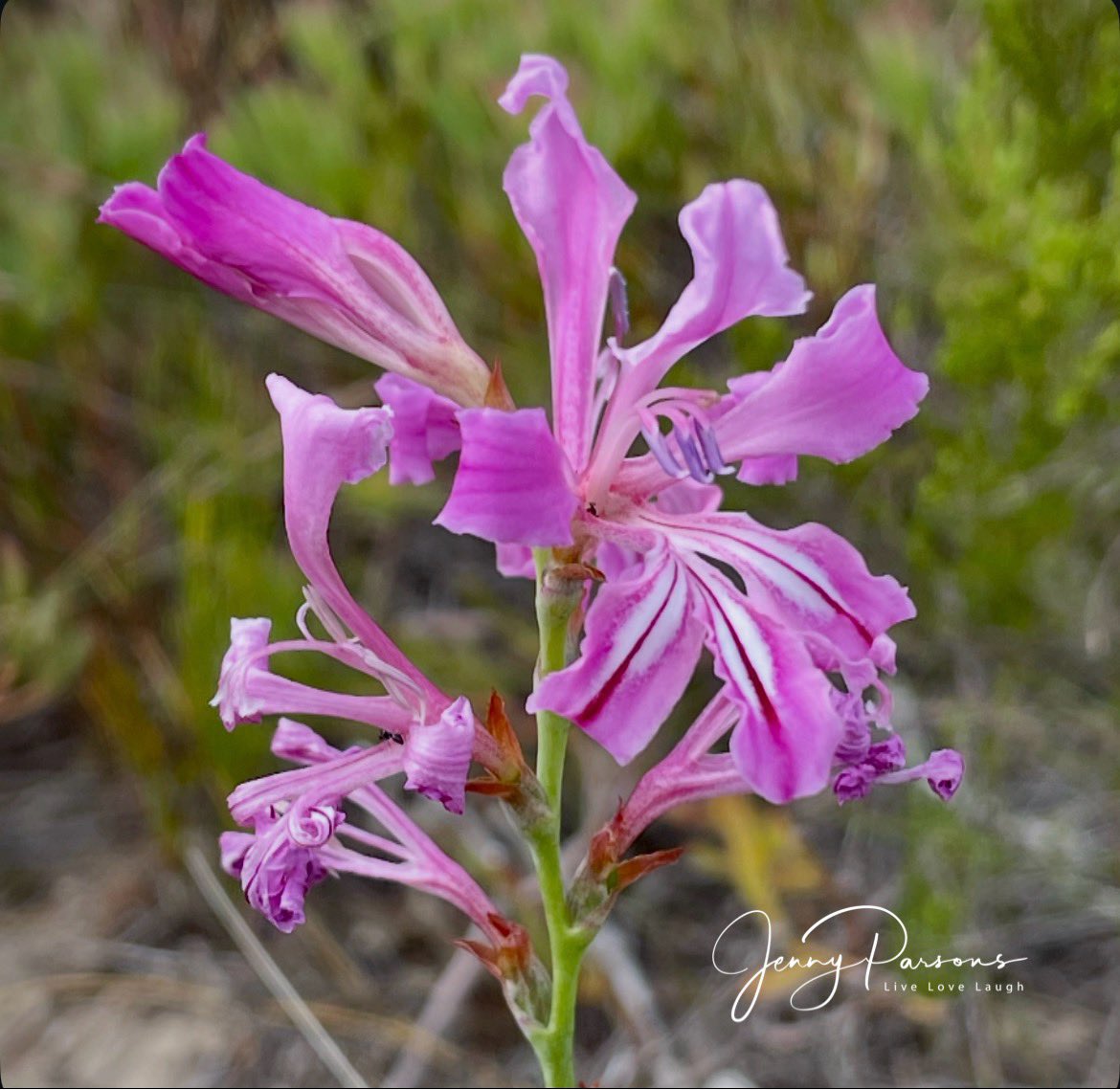 JennyPaPB's tweet image. Spotted near Rooiels on the rocky sandstone slopes where I was looking for the Cape Rockjumper - Tritoniopsis lata aka Snake Flower (Iridaceae family) is endemic to the WC. Love the striking pink flowers &amp;amp;  mauve pollen of this bulb…

#birding #botanising #biodiversity #nature
