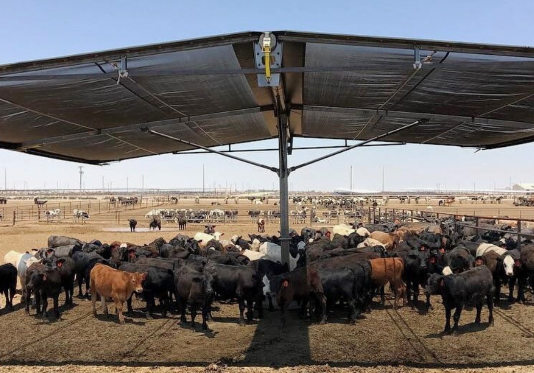 postequip's tweet photo. Cattle Shade Sale is happening NOW! Our Strobel and Easy Shade options are built to last and keep your herd cool all summer long. $8,250 each or buy 5 or more $8,000 each! Nationwide shipping available! Give us a call at 712-476-4500 or visit https://t.co/w19pP1Bgv8 https://t.co/bFeKL2VuXu
