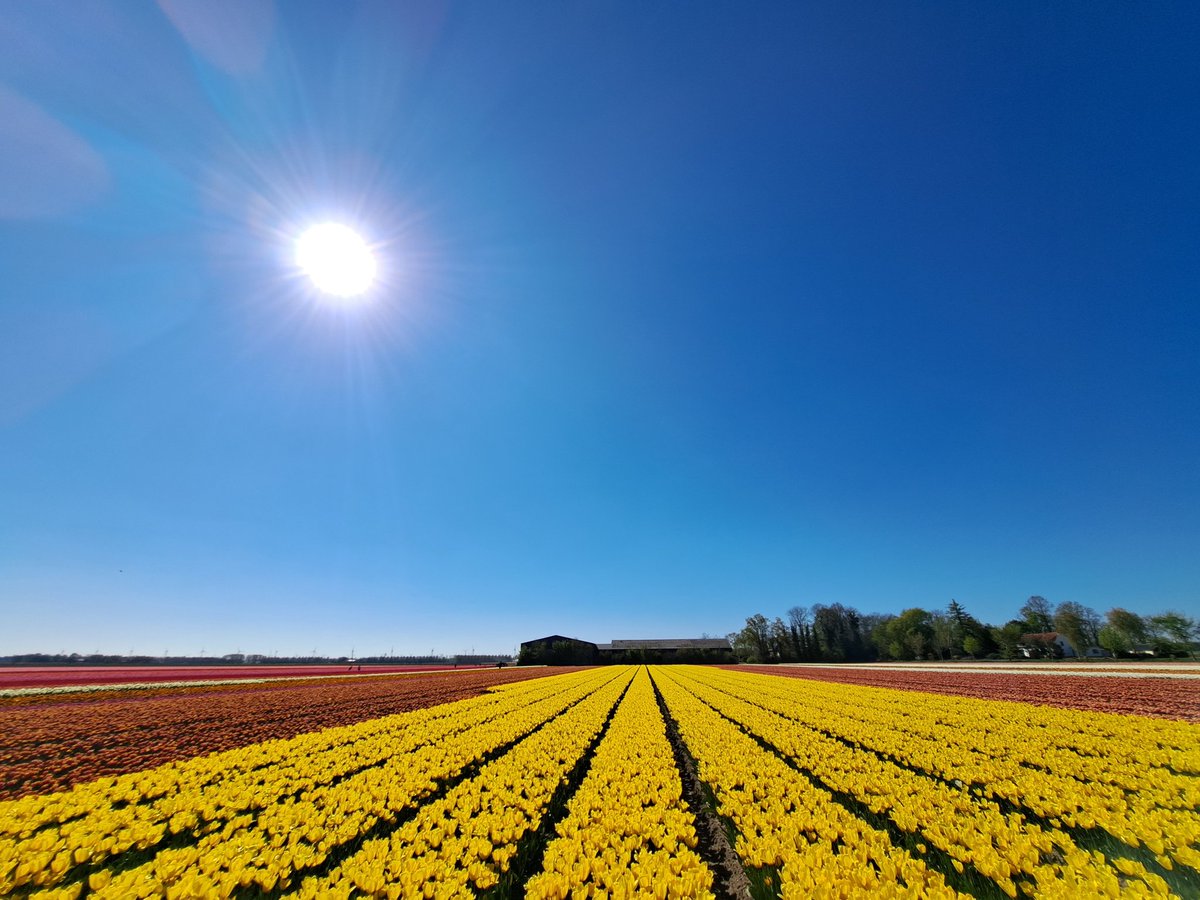 weermanrobert's tweet photo. Vandaag is denk ik wel het HOOGTEPUNT van het @TulpenFestivNOP! Blauwer krijg je de lucht niet, alles staat volop in bloei en buitengewoon aangename temperaturen. Dit is toch GENIETEN?  Ik heb later nog SPECTACULAIRE dronebeelden. https://t.co/ahAle4gq6x