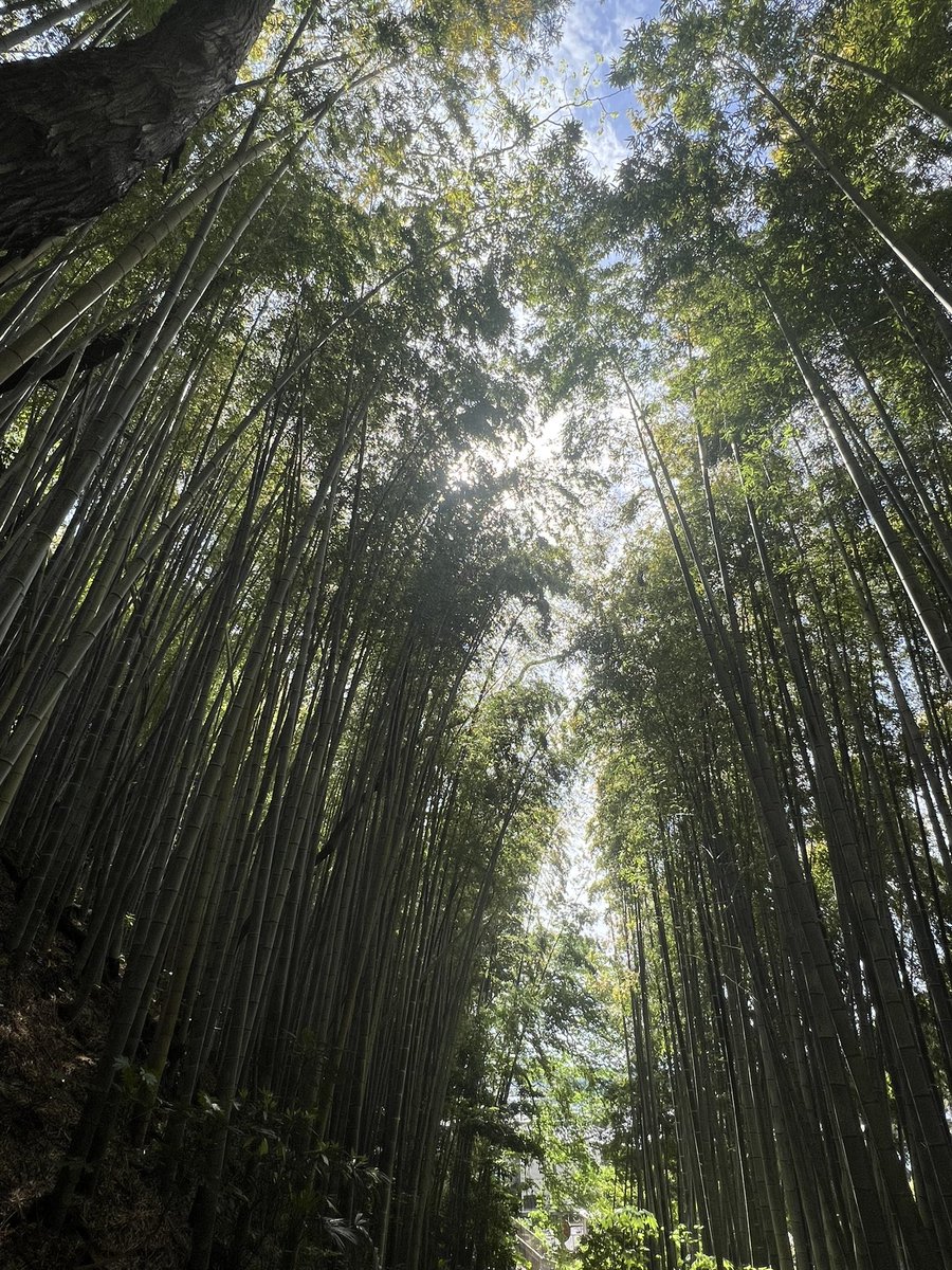 フウ🕸🕷 tweet media