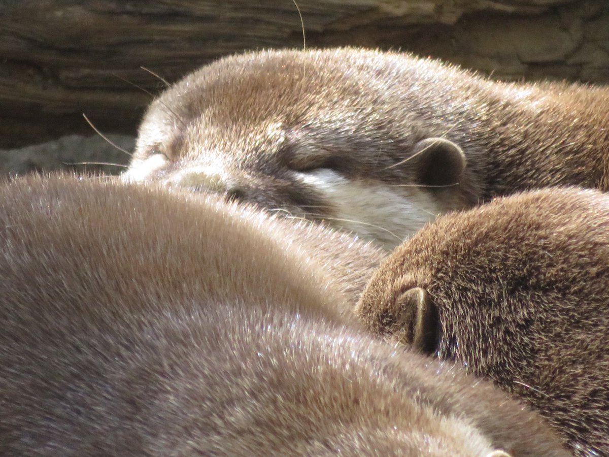 今日は寝れるかな…
眠れますように…