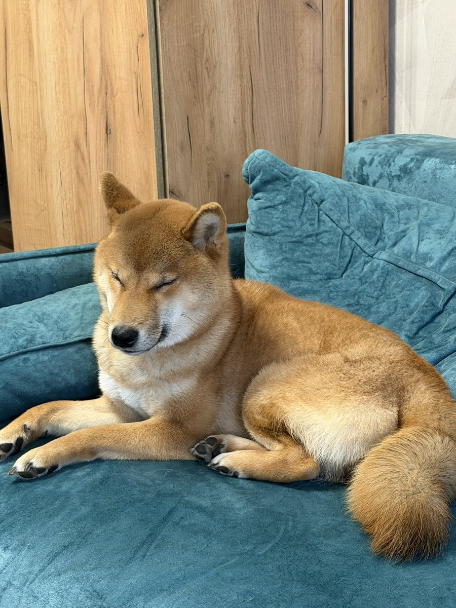 ebrazavr 2.0 tweet media