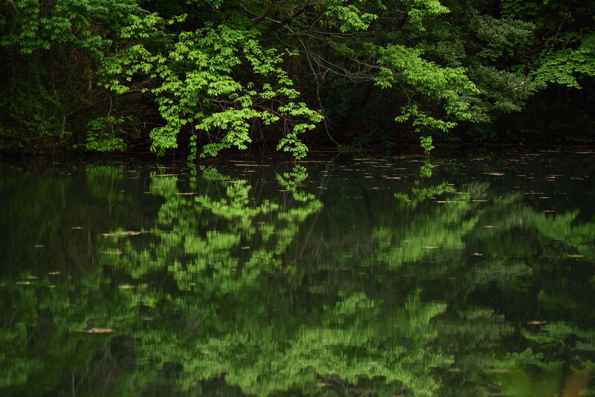 juntas070746's tweet image. おやすみなさい。

NIkon D810
AF-S Zoom Nikkor ED 80-200mm F2.8D

#Nikon
#NikonD810
#一眼レフが好き
#私とニコンで見た世界