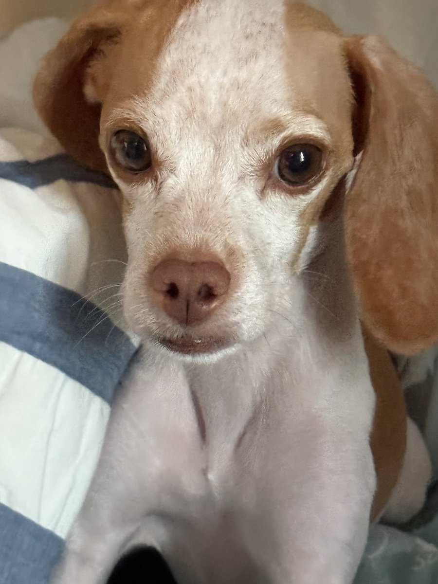 LemonBeagleBeau tweet media