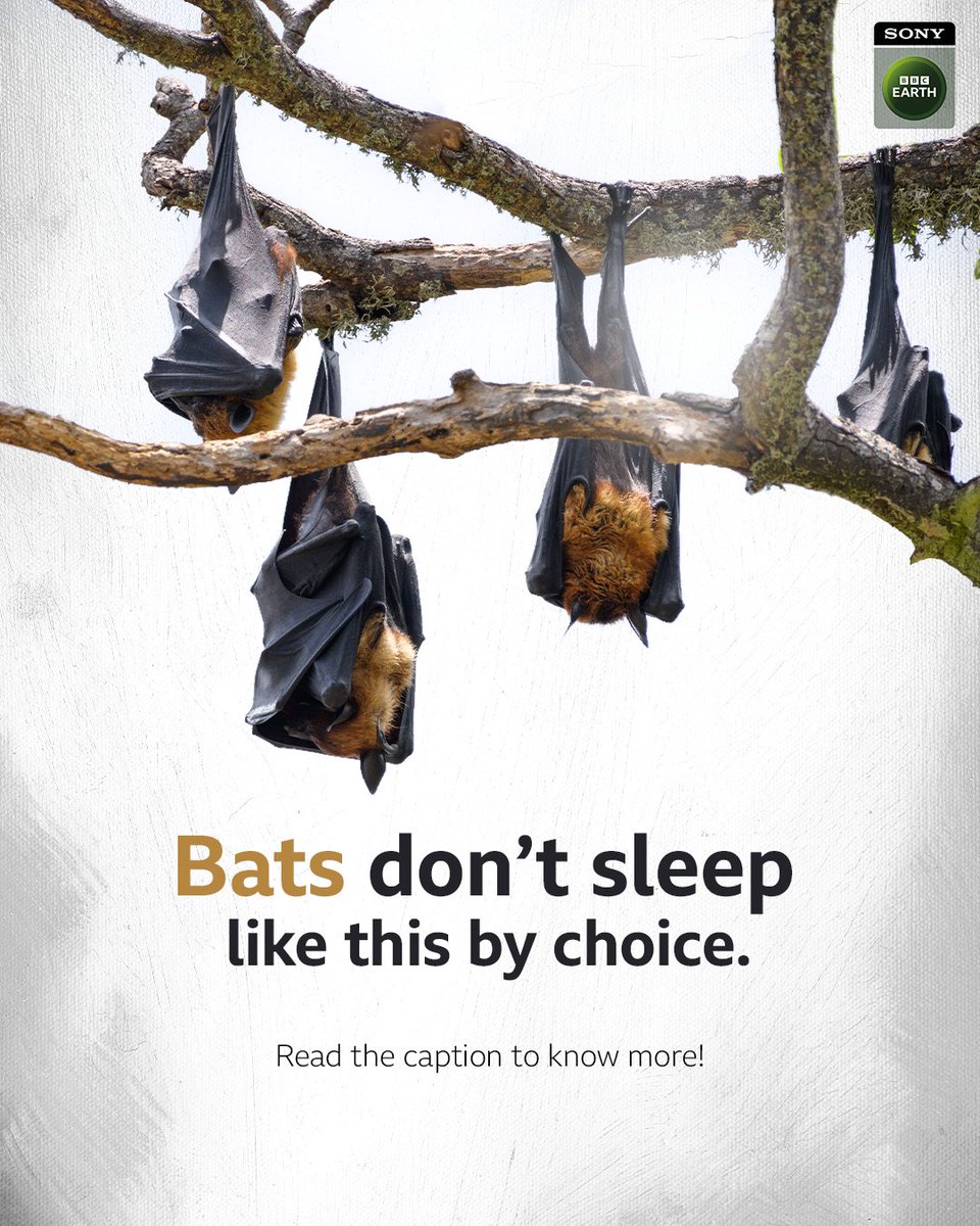 Sony BBC Earth tweet media