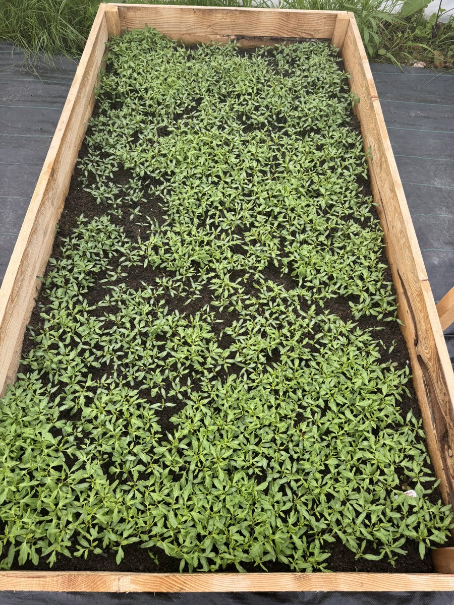 Fatih Çolak tweet media