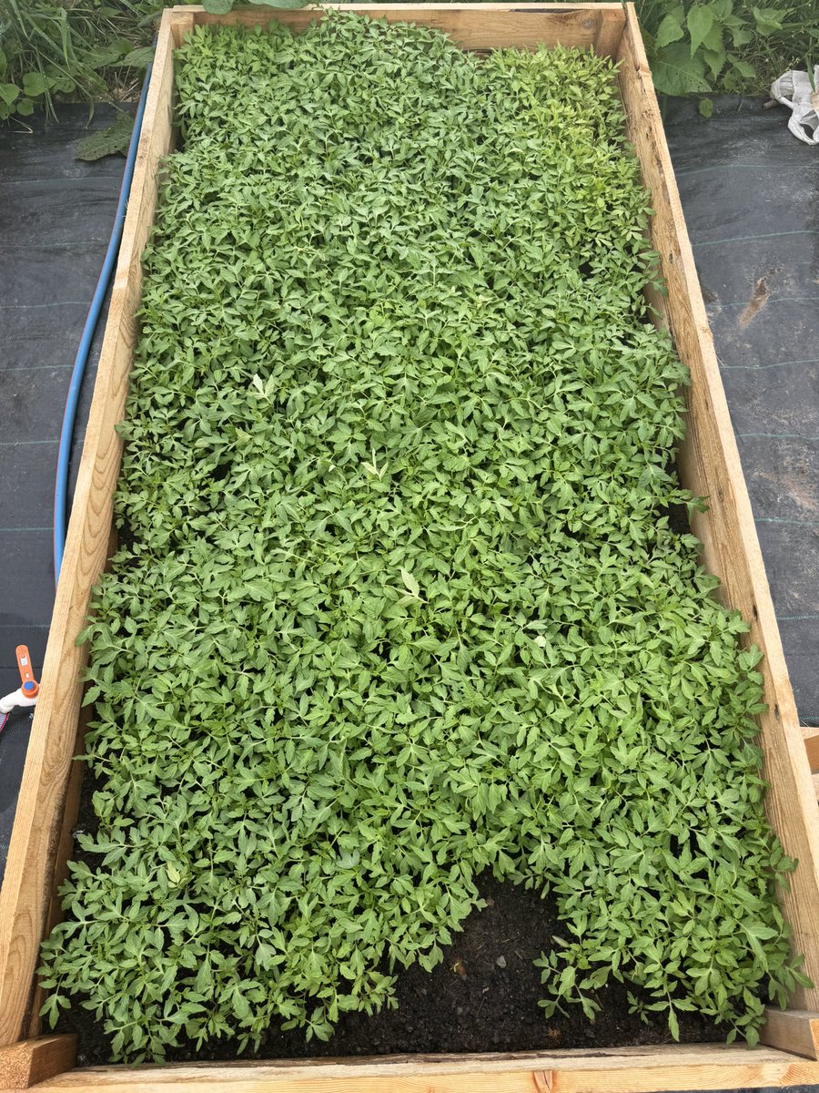 Fatih Çolak tweet media