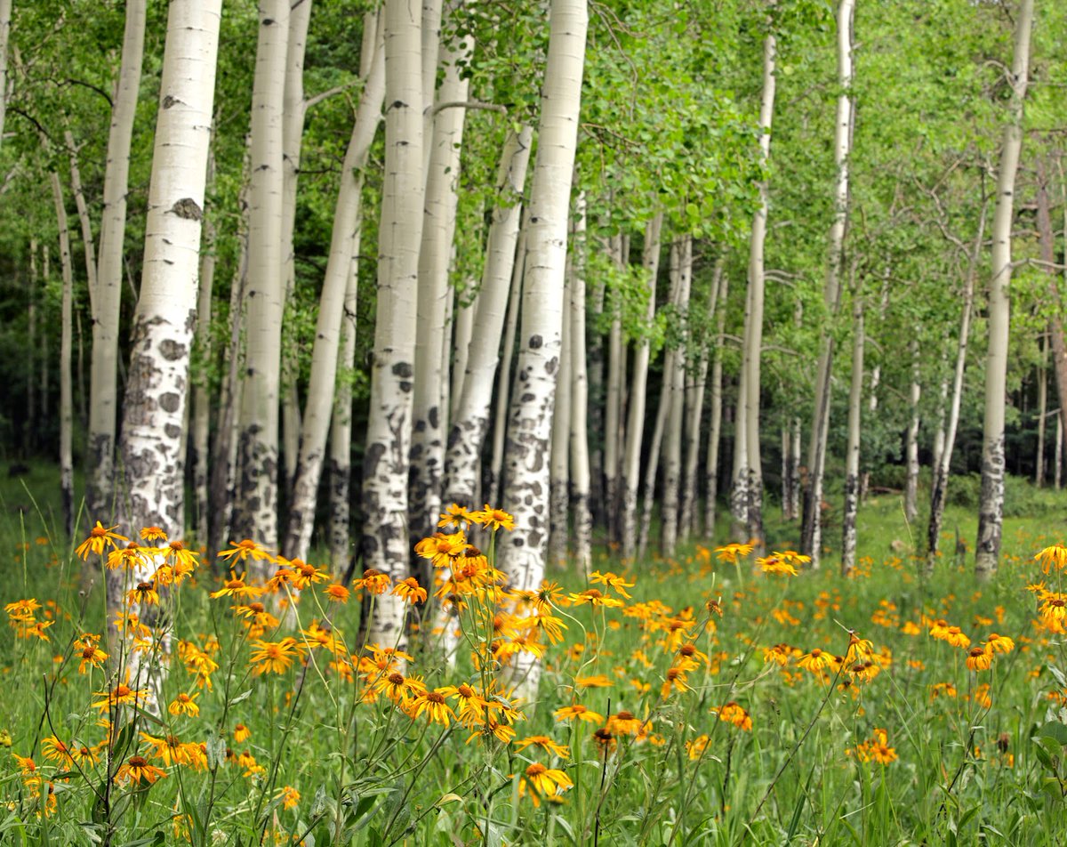 gmfaspen's tweet image. In Aspen, protecting the landscape is just as vital as enjoying it. 🏔️ This #EarthDay, let’s be mindful of our impact—from reducing waste to choosing sustainable habits year-round. 🌍

#Aspen #SustainableLiving #ColoradoLiving