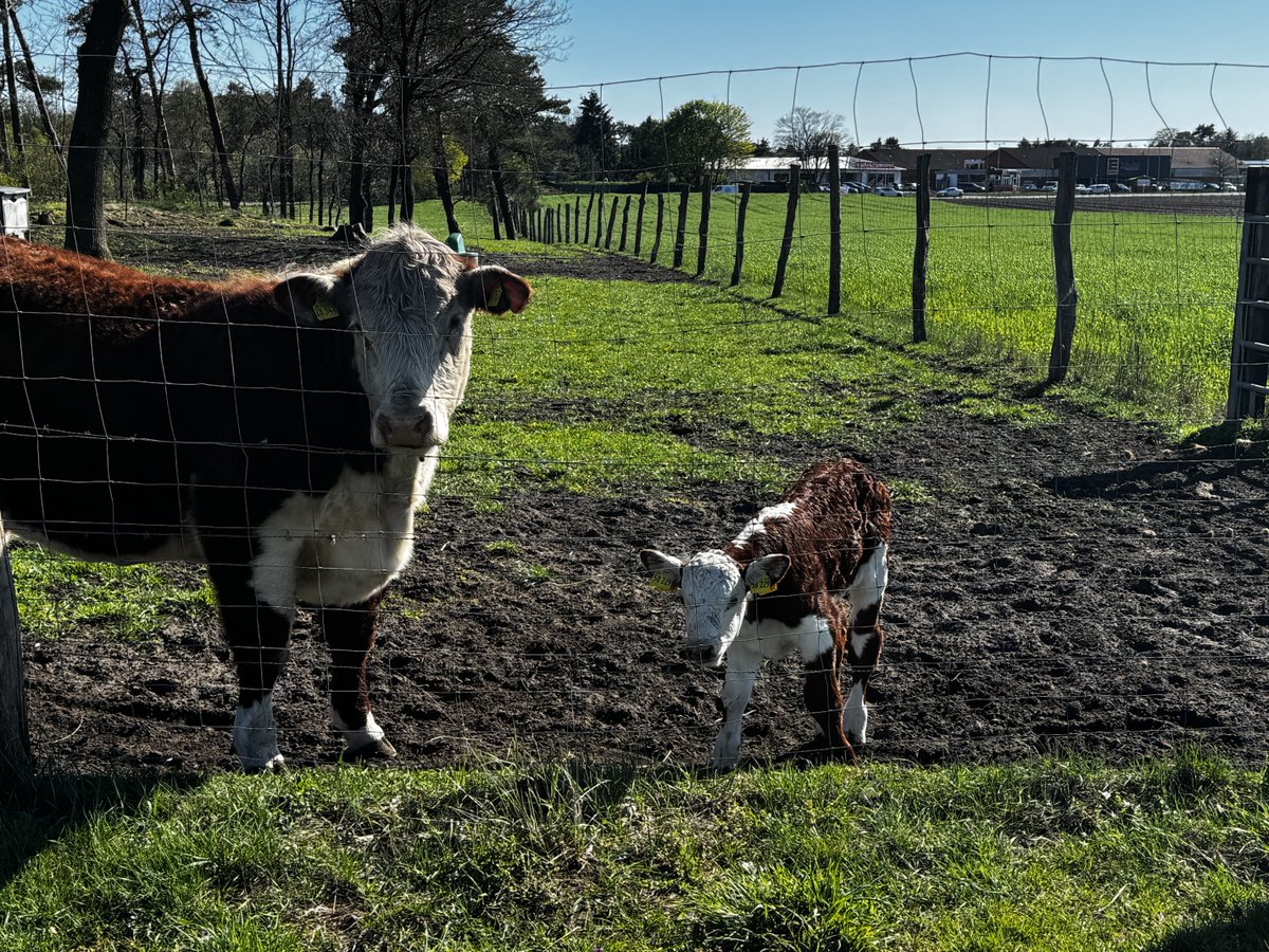 ᗪIE ᕼᗩᑎᔕEᑎ tweet media