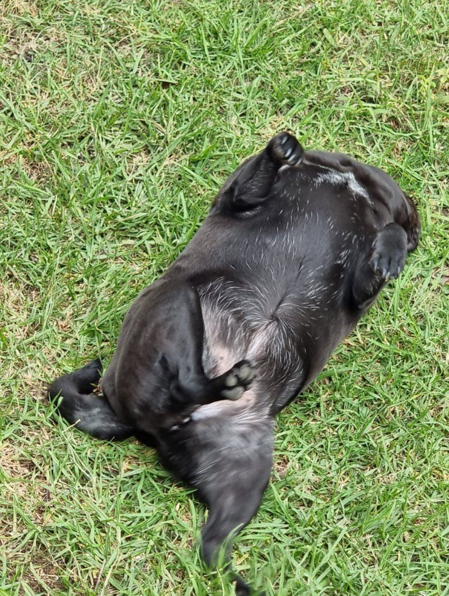 ThePugFather tweet media