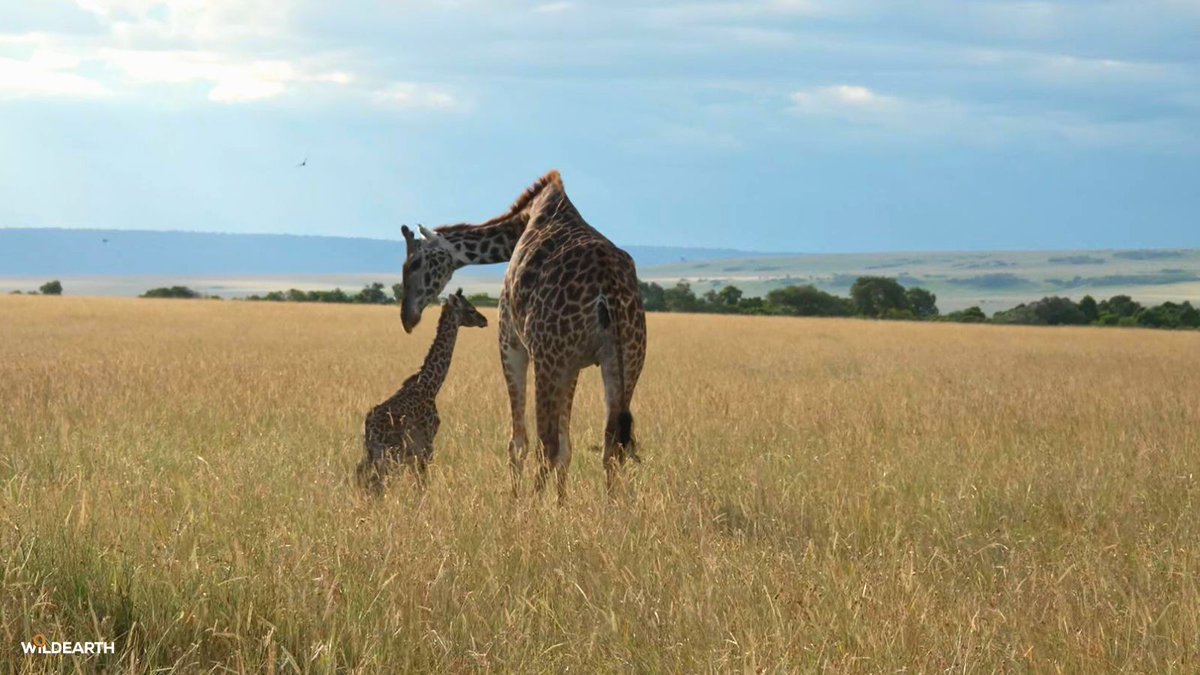 WildEarth tweet media